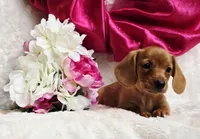 Red Reena , a female Miniature Dachshund for sale in Belgrade, MN – Photo 5 of 10