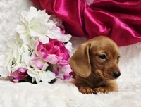 Red Reena , a female Miniature Dachshund for sale in Belgrade, MN – Photo 6 of 10