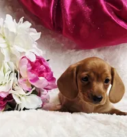 Red Reena , a female Miniature Dachshund for sale in Belgrade, MN – Photo 8 of 10