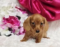 Red Reena , a female Miniature Dachshund for sale in Belgrade, MN – Photo 1 of 10