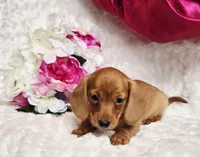 Red Reena , a female Miniature Dachshund for sale in Belgrade, MN – Photo 9 of 10