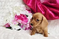 Red Reena , a female Miniature Dachshund for sale in Belgrade, MN – Photo 4 of 10