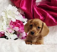 Red Reena , a female Miniature Dachshund for sale in Belgrade, MN – Photo 3 of 10