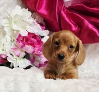 Red Reena , a female Miniature Dachshund for sale in Belgrade, MN – Photo 7 of 10