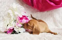 Red Reena , a female Miniature Dachshund for sale in Belgrade, MN – Photo 10 of 10