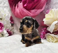 Madam, a female Miniature Dachshund for sale in Belgrade, MN – 5 of 10