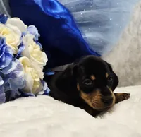 Stan, a male Miniature Dachshund for sale in Belgrade, MN – 3 of 7