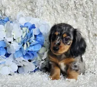 Bravvo, a male Miniature Dachshund for sale in Belgrade, MN – 2 of 7