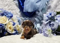 Cudda, a male Miniature Dachshund for sale in Belgrade, MN – 3 of 9