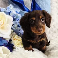 Beatle , a male Miniature Dachshund for sale in Belgrade, MN – Photo 6 of 10