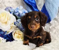 Beatle , a male Miniature Dachshund for sale in Belgrade, MN – Photo 8 of 10