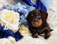 Beatle , a male Miniature Dachshund for sale in Belgrade, MN – Photo 4 of 10