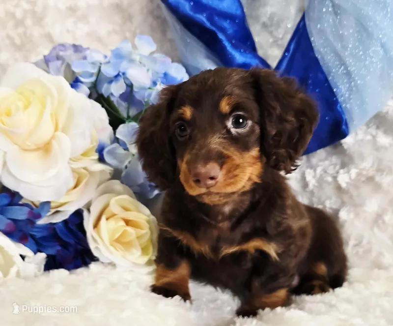 Beatle  – Miniature Dachshund puppy for sale in Belgrade, MN