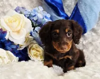 Beatle , a male Miniature Dachshund for sale in Belgrade, MN – Photo 7 of 10