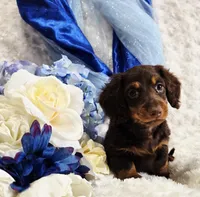 Beatle , a male Miniature Dachshund for sale in Belgrade, MN – Photo 10 of 10