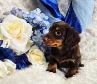 Beatle , a male Miniature Dachshund for sale in Belgrade, MN – Photo 3 of 10