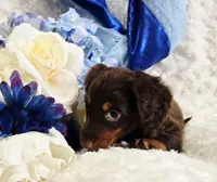 Beatle , a male Miniature Dachshund for sale in Belgrade, MN – Photo 2 of 10