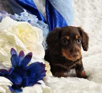 Beatle , a male Miniature Dachshund for sale in Belgrade, MN – Photo 9 of 10