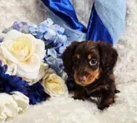 Beatle , a male Miniature Dachshund for sale in Belgrade, MN – Photo 5 of 10