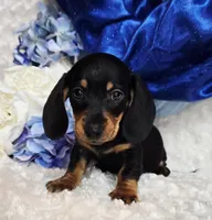 Brucie, a male Miniature Dachshund for sale in Belgrade, MN – Photo 8 of 9