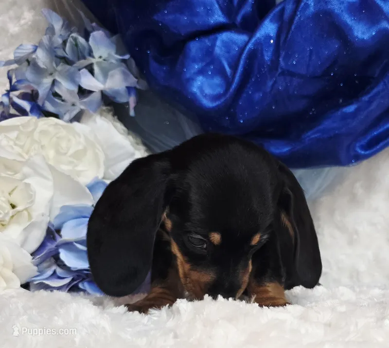 Brucie – Miniature Dachshund puppy for sale in Belgrade, MN