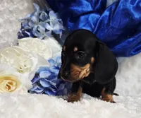 Brucie, a male Miniature Dachshund for sale in Belgrade, MN – Photo 3 of 9