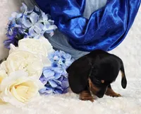 Brucie, a male Miniature Dachshund for sale in Belgrade, MN – Photo 9 of 9