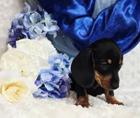 Brucie, a male Miniature Dachshund for sale in Belgrade, MN – Photo 6 of 9