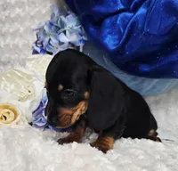 Brucie, a male Miniature Dachshund for sale in Belgrade, MN – Photo 5 of 9