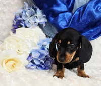 Brucie, a male Miniature Dachshund for sale in Belgrade, MN – Photo 7 of 9