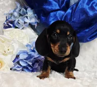 Brucie, a male Miniature Dachshund for sale in Belgrade, MN – Photo 4 of 9