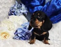 Brucie, a male Miniature Dachshund for sale in Belgrade, MN – Photo 2 of 9