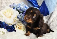 Bear, a male Miniature Dachshund for sale in Belgrade, MN – Photo 2 of 10