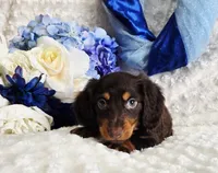 Bear, a male Miniature Dachshund for sale in Belgrade, MN – Photo 6 of 10