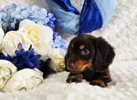 Bear, a male Miniature Dachshund for sale in Belgrade, MN – Photo 3 of 10