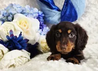 Bear, a male Miniature Dachshund for sale in Belgrade, MN – Photo 4 of 10