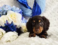 Bear, a male Miniature Dachshund for sale in Belgrade, MN – Photo 9 of 10