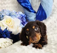 Bear, a male Miniature Dachshund for sale in Belgrade, MN – Photo 10 of 10