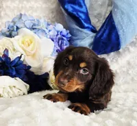 Bear, a male Miniature Dachshund for sale in Belgrade, MN – Photo 7 of 10