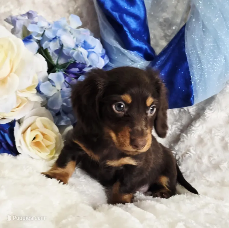 Bear – Miniature Dachshund puppy for sale in Belgrade, MN