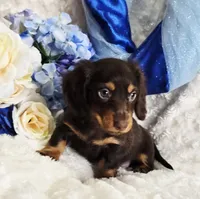 Bear, a male Miniature Dachshund for sale in Belgrade, MN – Photo 1 of 10