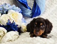 Bear, a male Miniature Dachshund for sale in Belgrade, MN – Photo 8 of 10