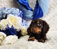 Bear, a male Miniature Dachshund for sale in Belgrade, MN – Photo 5 of 10