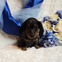 Caption , a male Miniature Dachshund for sale in Belgrade, MN – 9 of 10