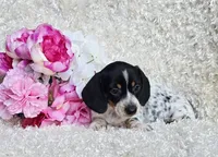 Sadie, a female Miniature Dachshund for sale in Belgrade, MN – 2 of 6