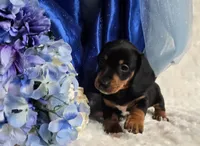 Hondo, a male Miniature Dachshund for sale in Belgrade, MN – 2 of 10
