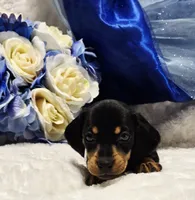 Stan, a male Miniature Dachshund for sale in Belgrade, MN – 2 of 7