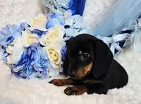 Doda , a male Miniature Dachshund for sale in Belgrade, MN – 3 of 9