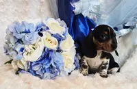 Rabbit, a male Miniature Dachshund for sale in Belgrade, MN – 4 of 10