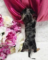 Sadie, a female Miniature Dachshund for sale in Belgrade, MN – 5 of 10